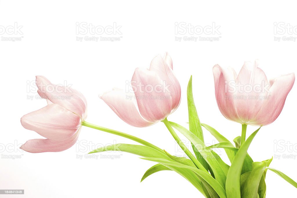 Detail Gambar Bunga Tulip Merah Nomer 42