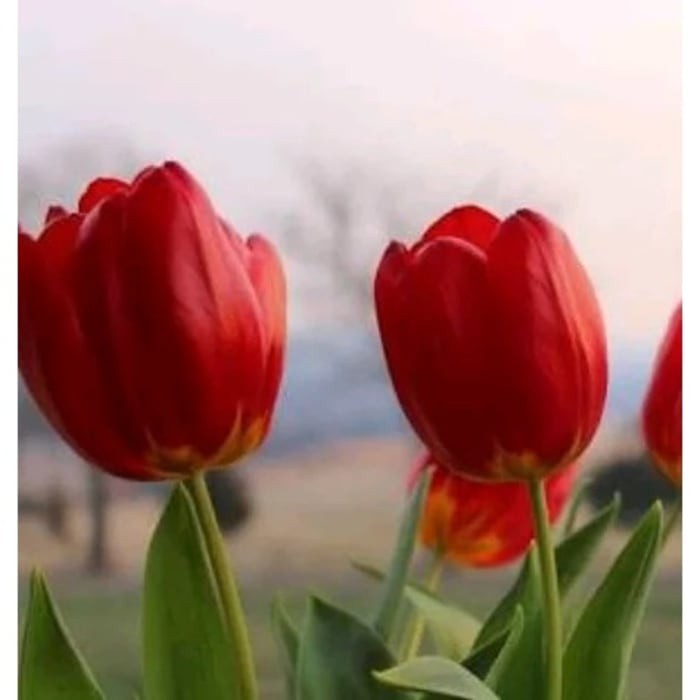 Detail Gambar Bunga Tulip Merah Nomer 7
