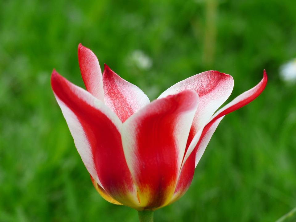 Detail Gambar Bunga Tulip Merah Nomer 10