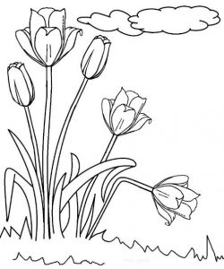 Detail Gambar Bunga Tulip Mewarnai Nomer 52