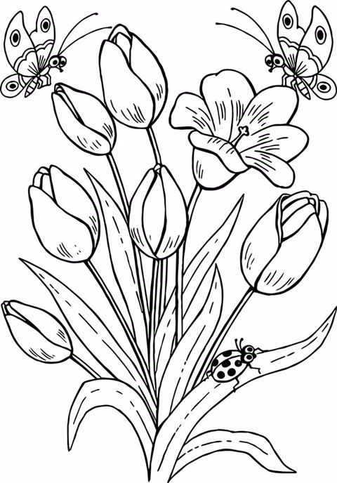 Detail Gambar Bunga Tulip Mewarnai Nomer 10