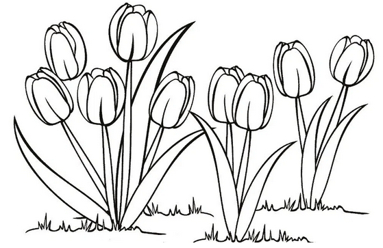 Detail Gambar Bunga Tulip Mudah Nomer 27