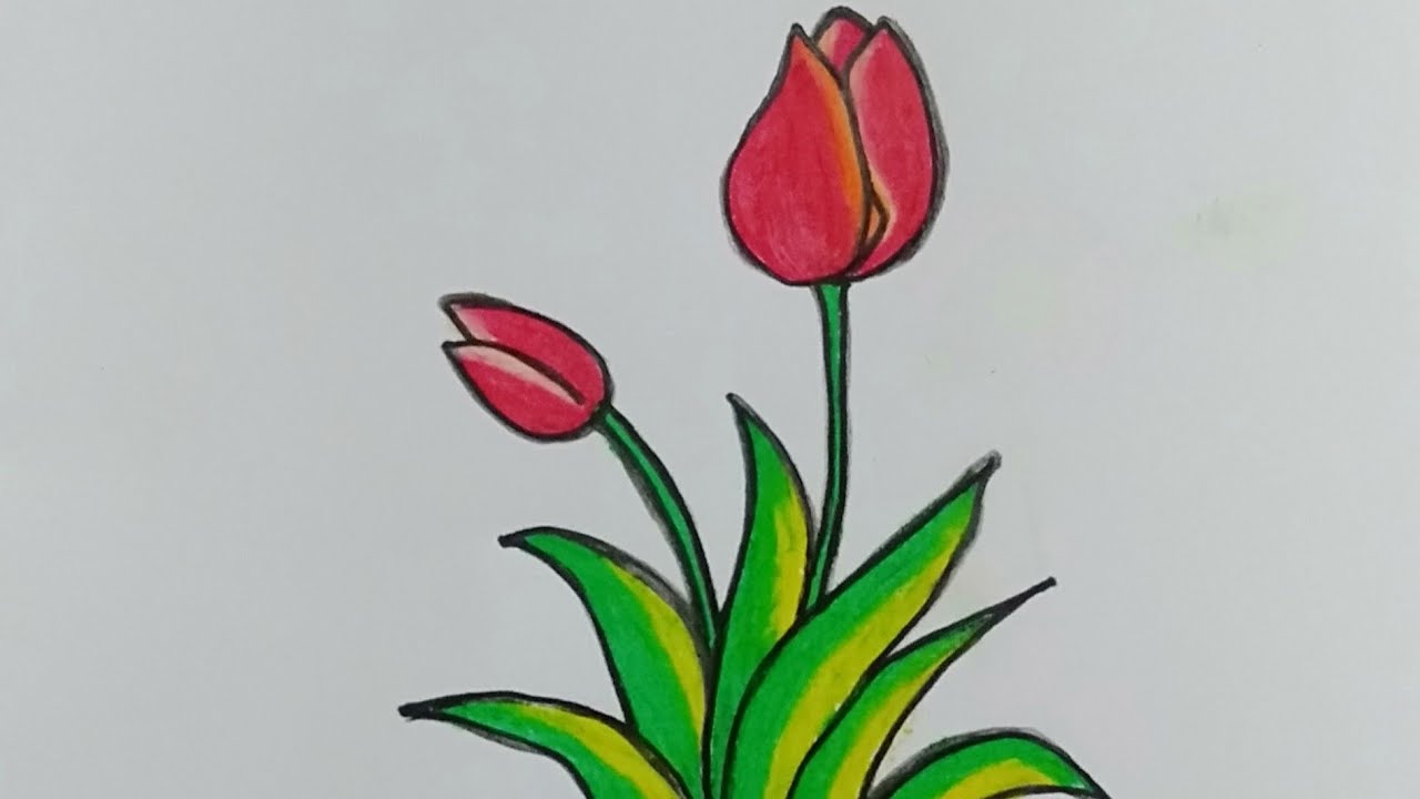 Detail Gambar Bunga Tulip Mudah Nomer 9