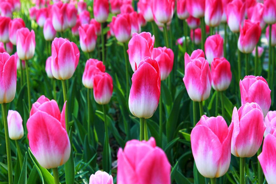 Detail Gambar Bunga Tulip Pixabay Nomer 11