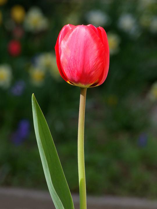 Detail Gambar Bunga Tulip Pixabay Nomer 12