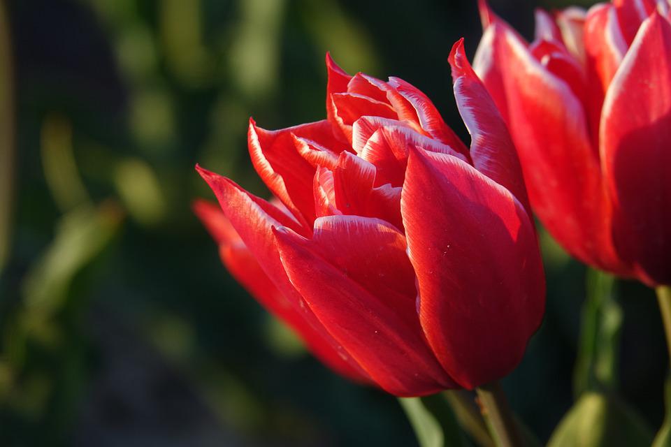 Detail Gambar Bunga Tulip Pixabay Nomer 17
