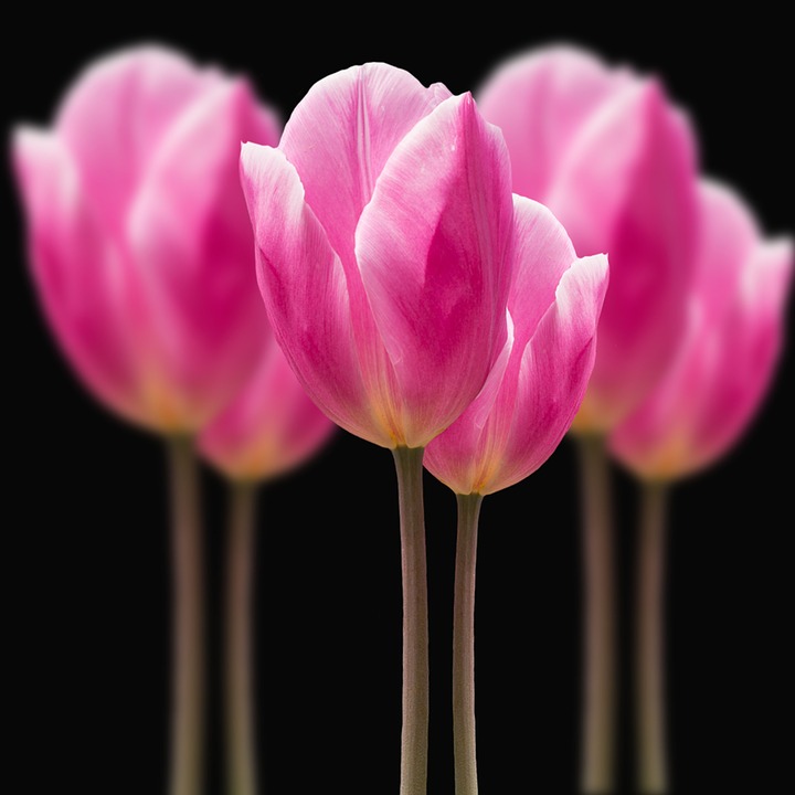 Detail Gambar Bunga Tulip Pixabay Nomer 23