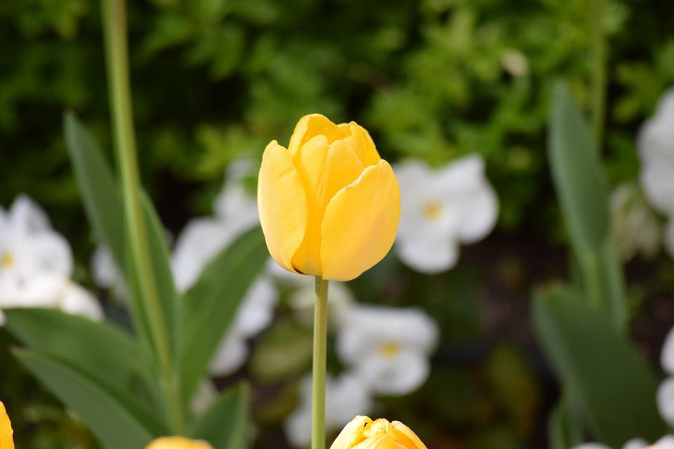 Detail Gambar Bunga Tulip Pixabay Nomer 24