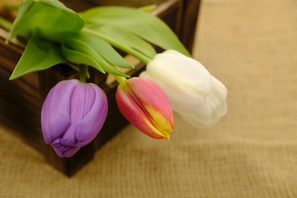 Detail Gambar Bunga Tulip Pixabay Nomer 25