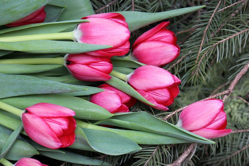 Detail Gambar Bunga Tulip Pixabay Nomer 26