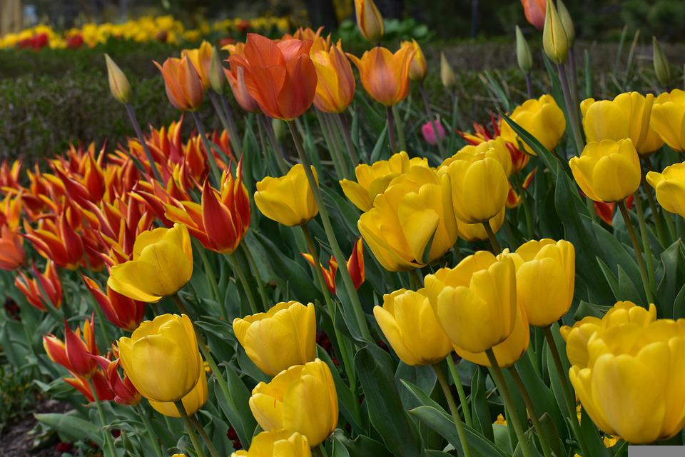 Detail Gambar Bunga Tulip Pixabay Nomer 29