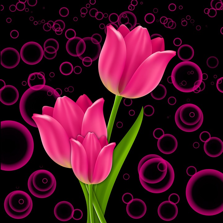 Detail Gambar Bunga Tulip Pixabay Nomer 4