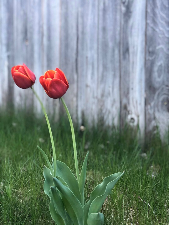 Detail Gambar Bunga Tulip Pixabay Nomer 30