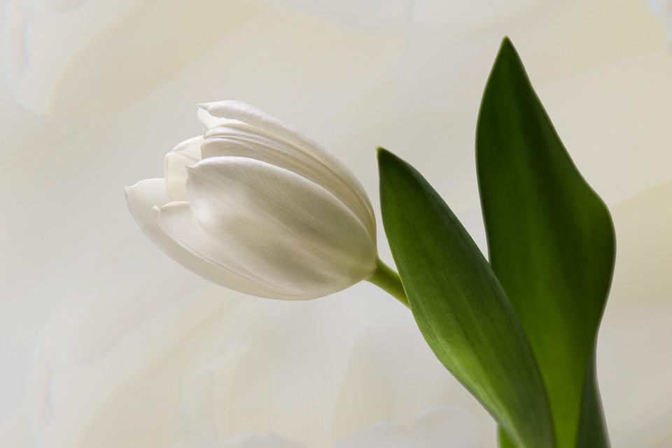 Detail Gambar Bunga Tulip Pixabay Nomer 35