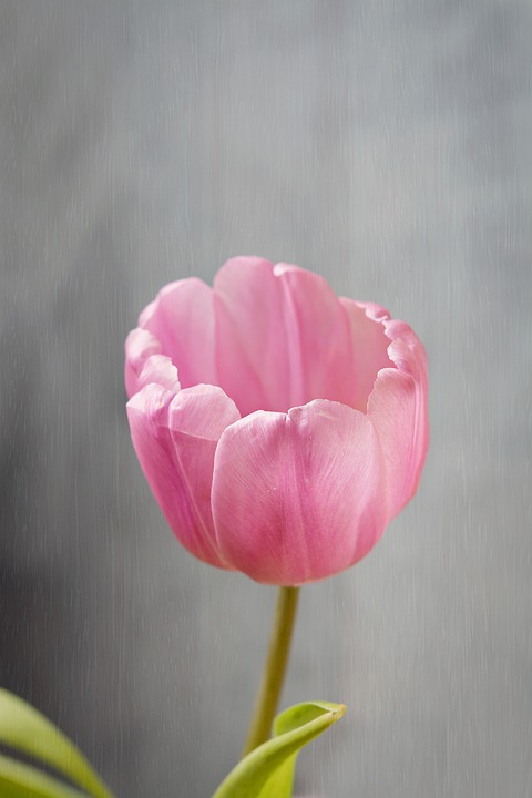 Detail Gambar Bunga Tulip Pixabay Nomer 5