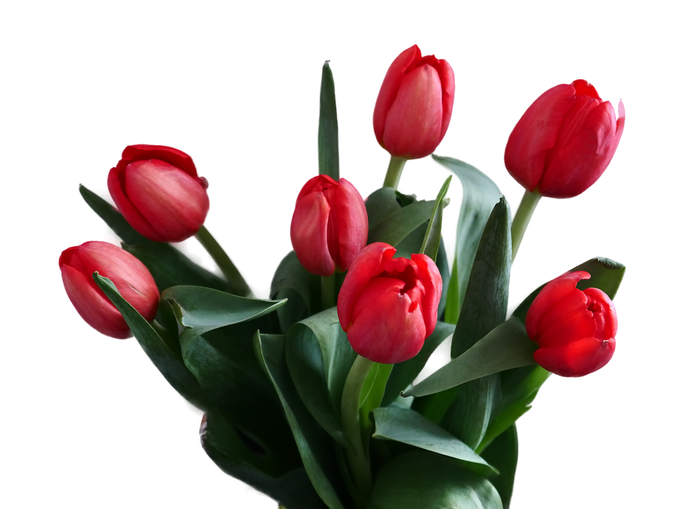 Detail Gambar Bunga Tulip Pixabay Nomer 41
