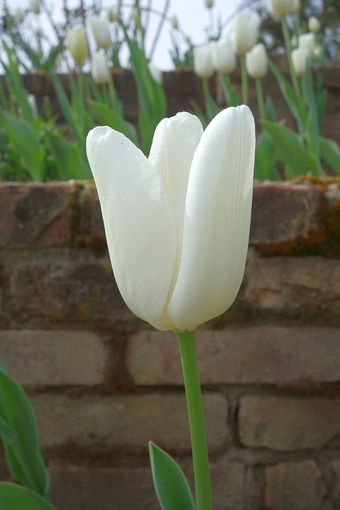 Detail Gambar Bunga Tulip Pixabay Nomer 42