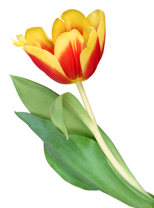 Detail Gambar Bunga Tulip Pixabay Nomer 44