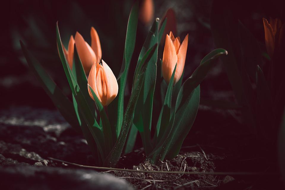 Detail Gambar Bunga Tulip Pixabay Nomer 47