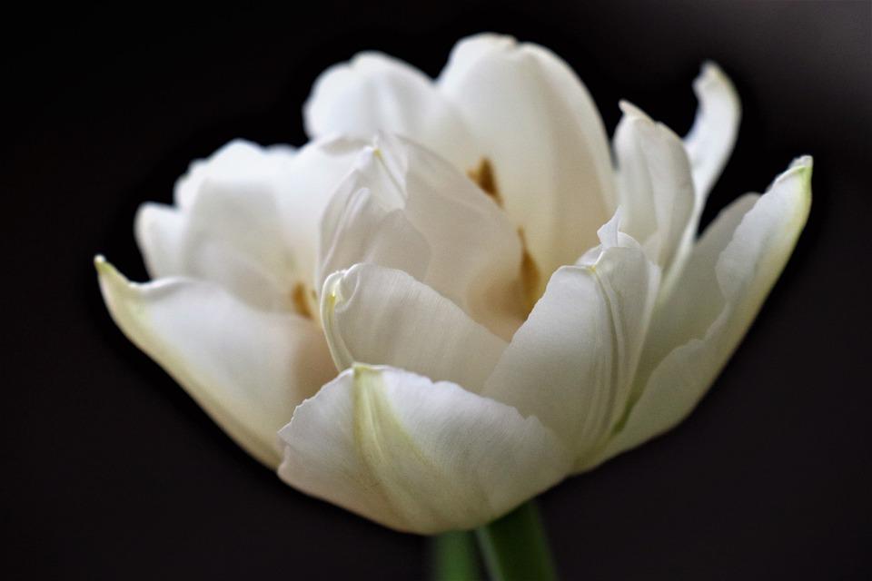 Detail Gambar Bunga Tulip Pixabay Nomer 48