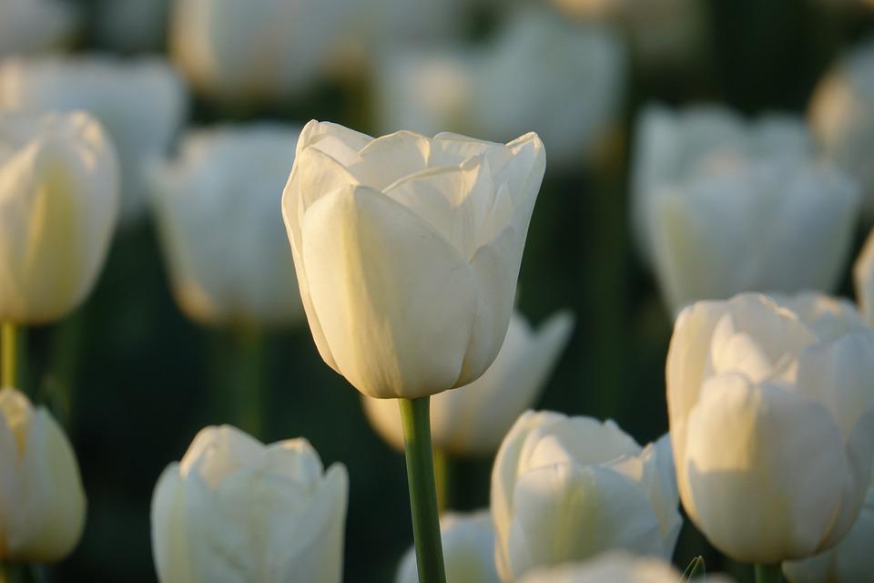 Detail Gambar Bunga Tulip Pixabay Nomer 49