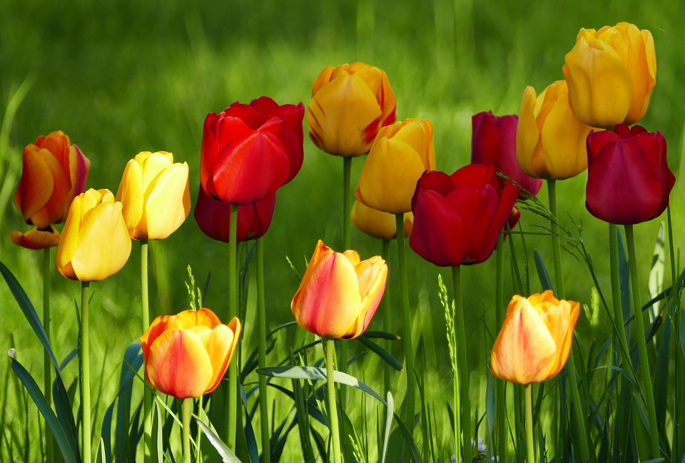 Detail Gambar Bunga Tulip Pixabay Nomer 50