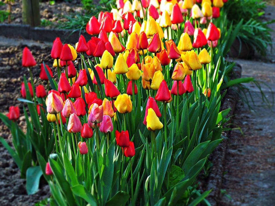 Detail Gambar Bunga Tulip Pixabay Nomer 53