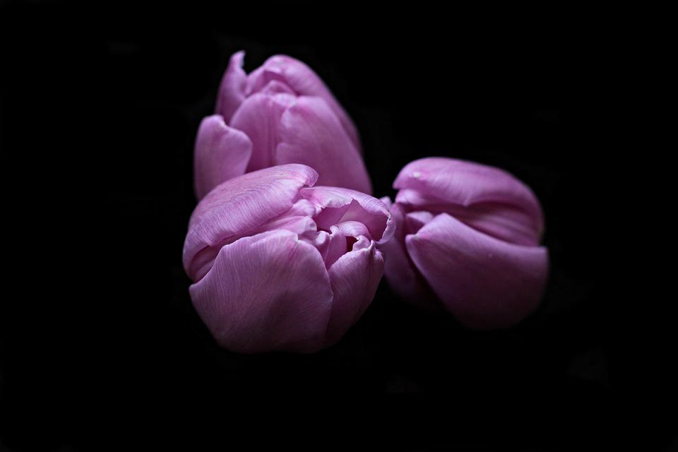 Detail Gambar Bunga Tulip Pixabay Nomer 56