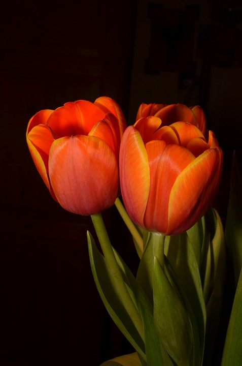 Detail Gambar Bunga Tulip Pixabay Nomer 57