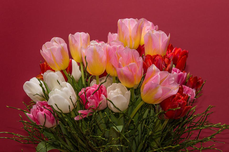 Detail Gambar Bunga Tulip Pixabay Nomer 58