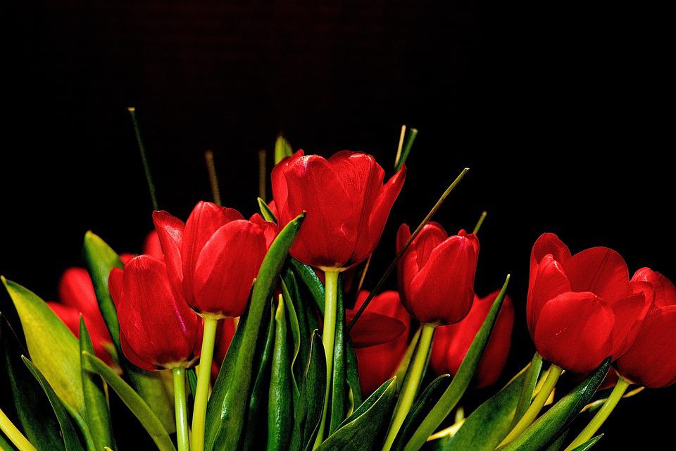 Detail Gambar Bunga Tulip Pixabay Nomer 9
