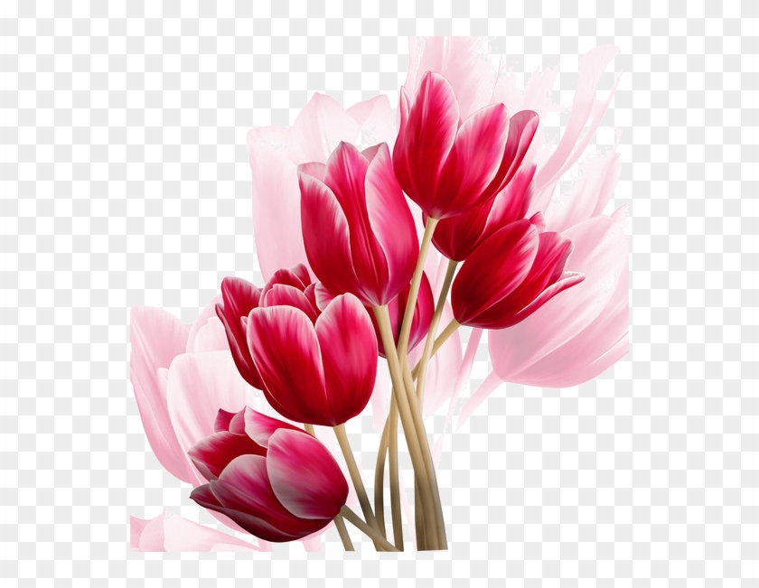 Detail Gambar Bunga Tulip Png Nomer 43
