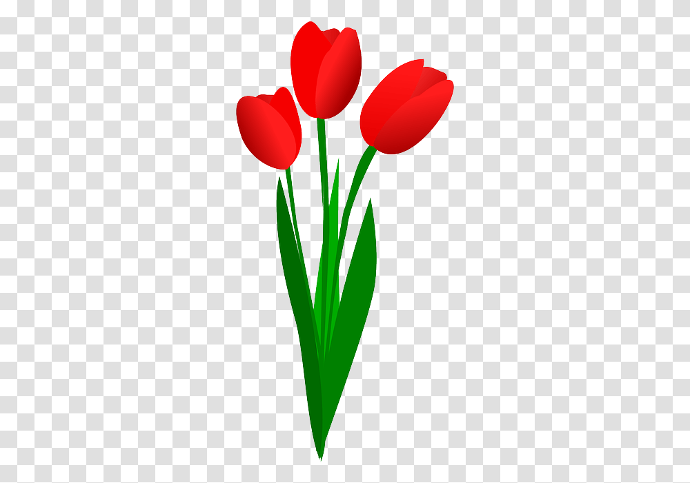 Detail Gambar Bunga Tulip Png Nomer 46