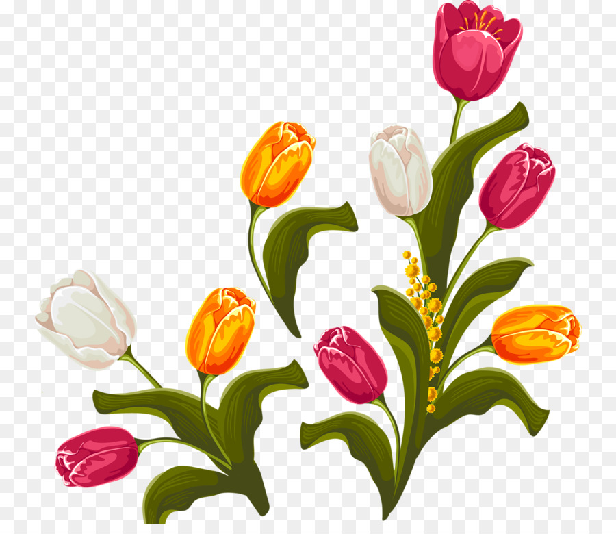 Detail Gambar Bunga Tulip Png Nomer 50