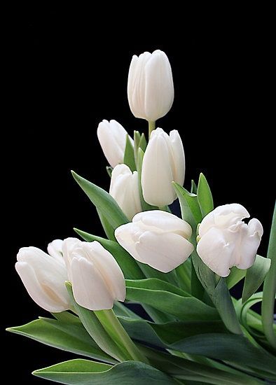 Gambar Bunga Tulip Putih - KibrisPDR