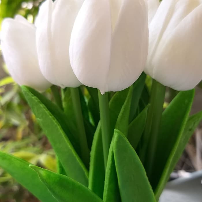Detail Gambar Bunga Tulip Putih Nomer 20