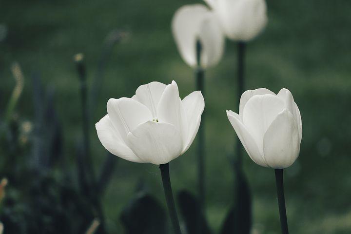 Detail Gambar Bunga Tulip Putih Nomer 3