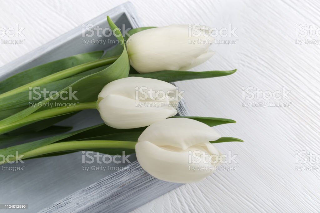 Detail Gambar Bunga Tulip Putih Nomer 22
