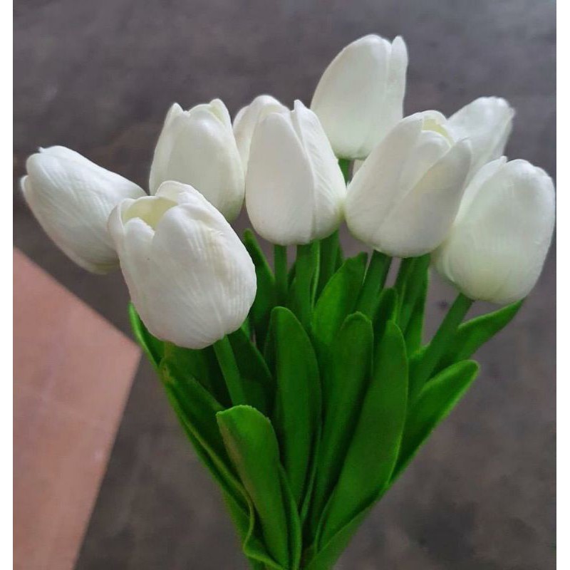 Detail Gambar Bunga Tulip Putih Nomer 24
