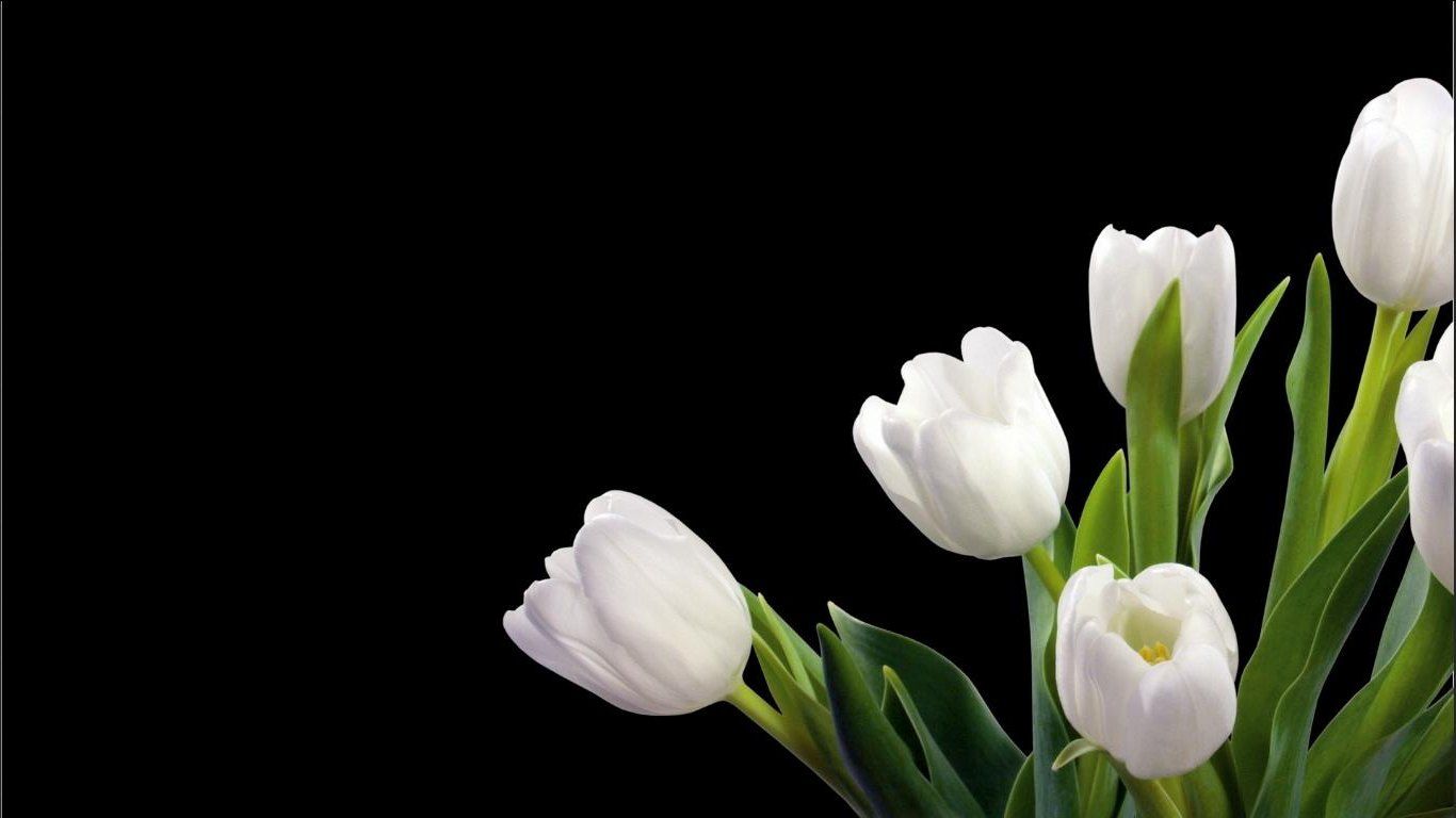 Detail Gambar Bunga Tulip Putih Nomer 6