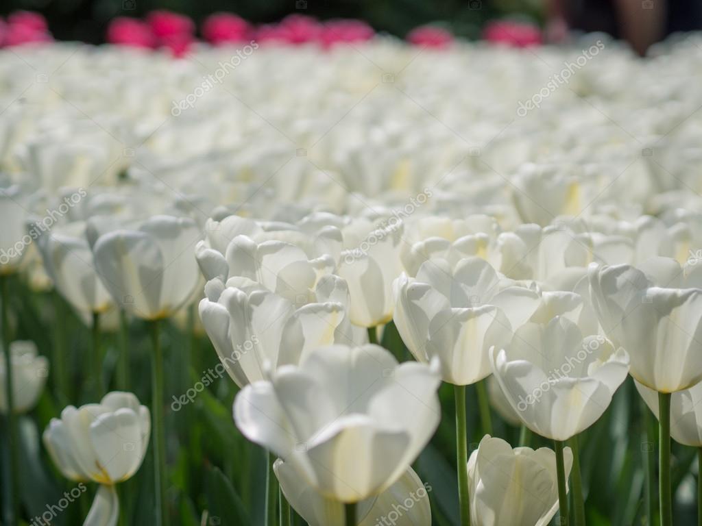 Detail Gambar Bunga Tulip Putih Yg Indah Nomer 17