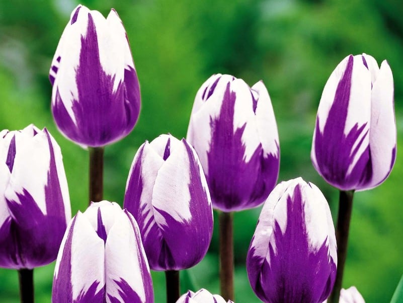 Detail Gambar Bunga Tulip Putih Yg Indah Nomer 27