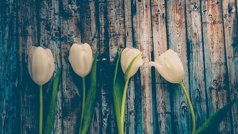 Detail Gambar Bunga Tulip Putih Yg Indah Nomer 40