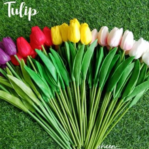 Detail Gambar Bunga Tulip Satu Tangkai Nomer 32