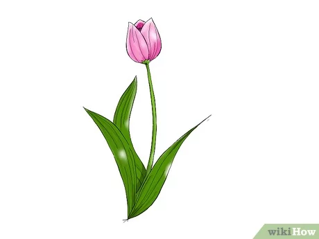 Detail Gambar Bunga Tulip Satu Tangkai Nomer 6