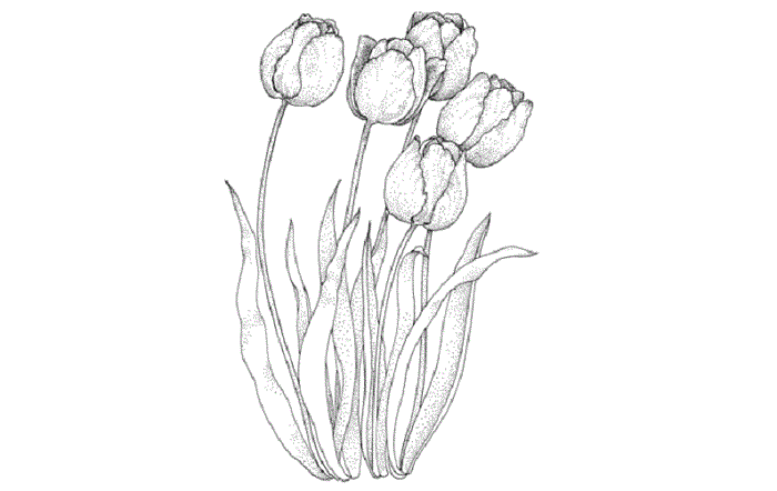 Detail Gambar Bunga Tulip Sederhana Nomer 22