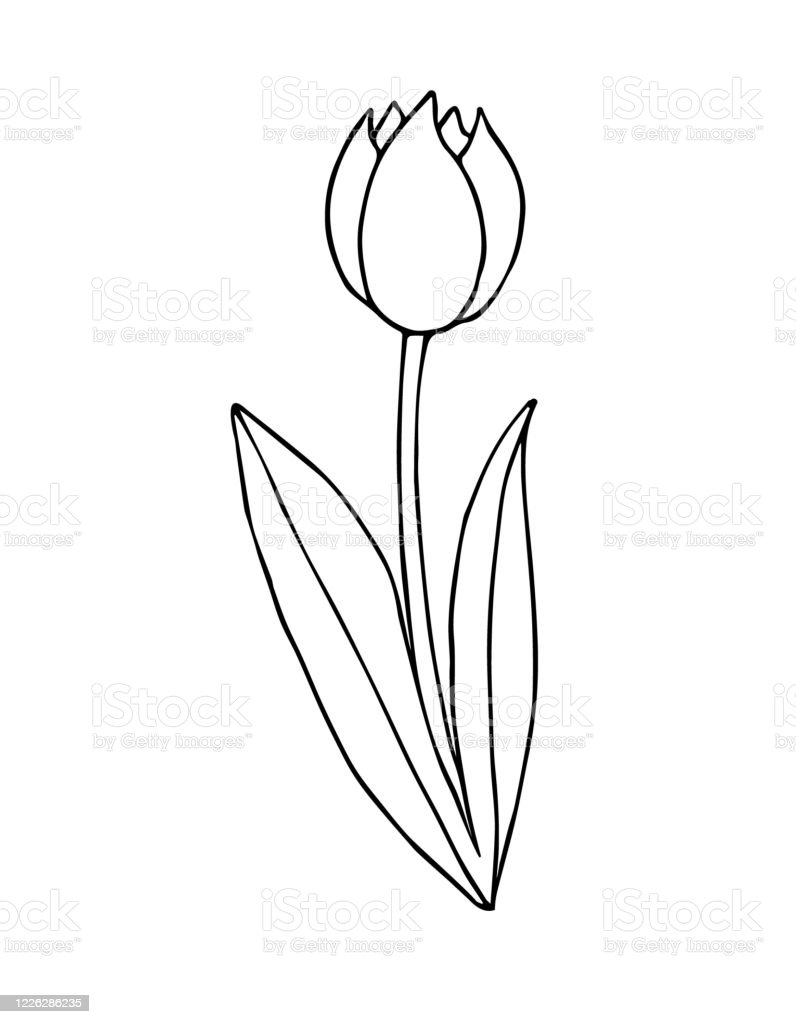 Detail Gambar Bunga Tulip Sketsa Nomer 16