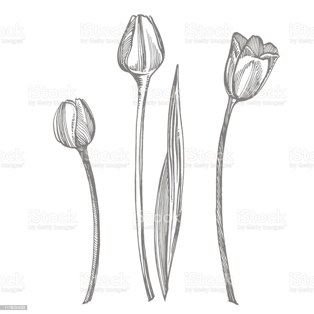 Detail Gambar Bunga Tulip Sketsa Nomer 37