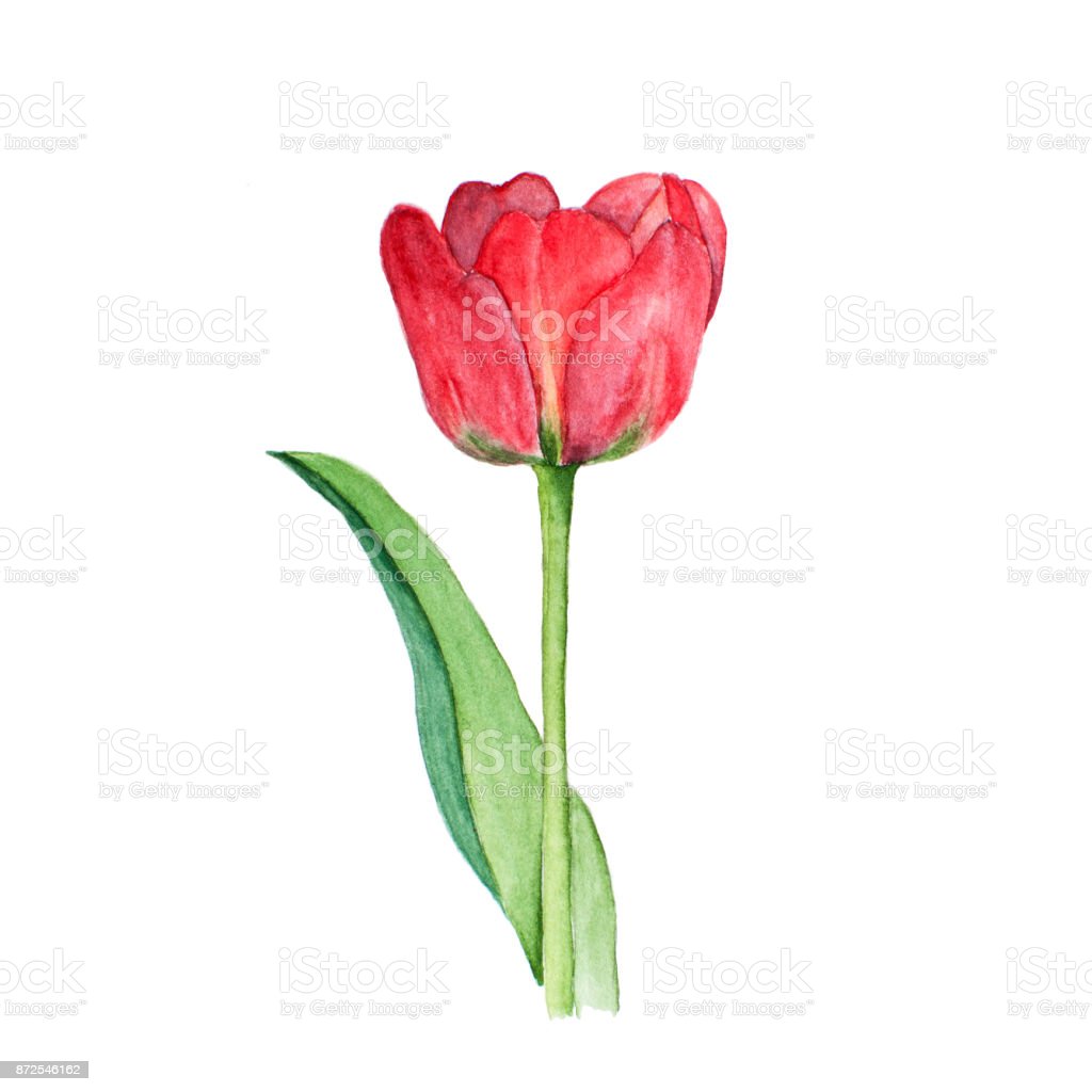 Detail Gambar Bunga Tulip Sketsa Nomer 41