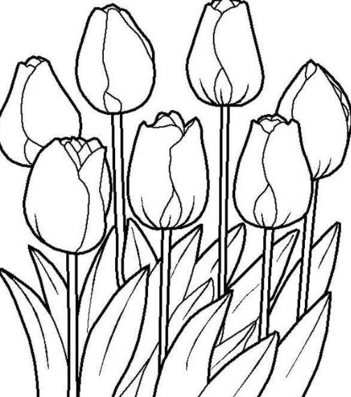 Detail Gambar Bunga Tulip Sketsa Nomer 44
